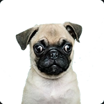 éjszakai - ottalvós szitterek keresés